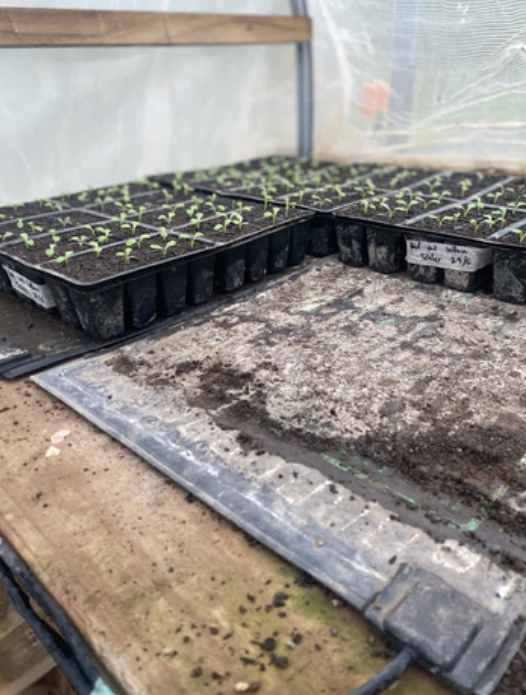 whats-growing-and-good-for-you-this-season-winter-02.png