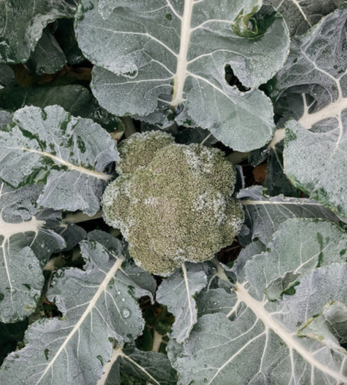 whats-growing-and-good-for-you-this-season-winter-03.png