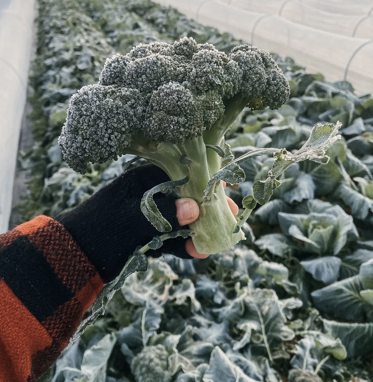 What's Growing and Good for you this Season: Winter
