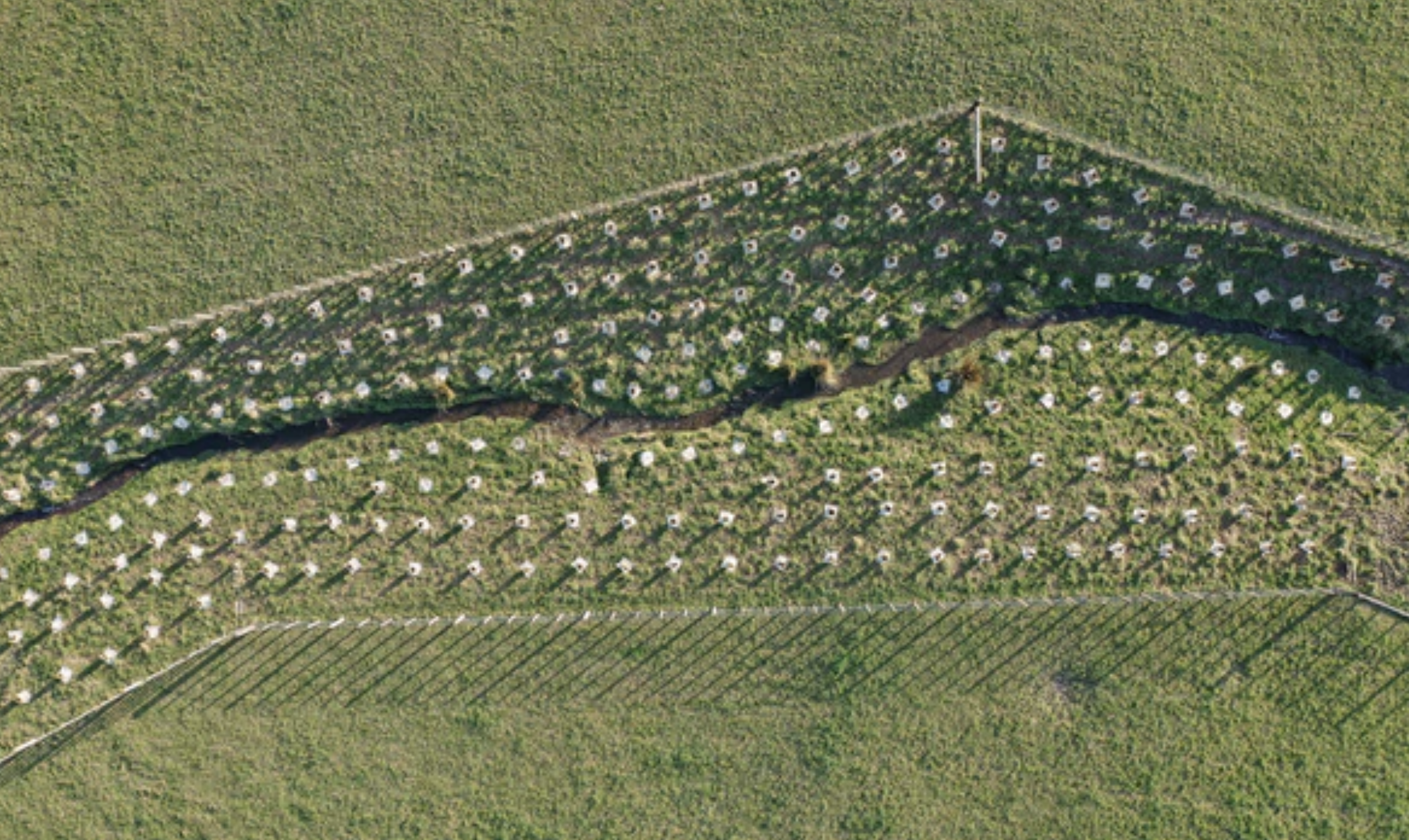 winter-riparian-planting-2023-01.png
