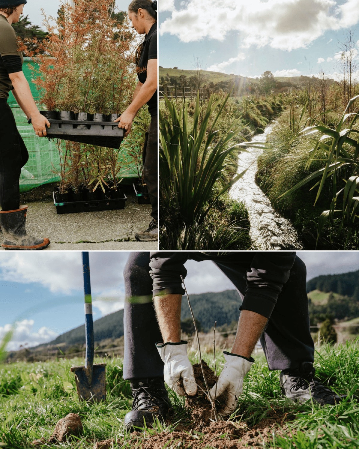 Winter at Mangaroa Farms
